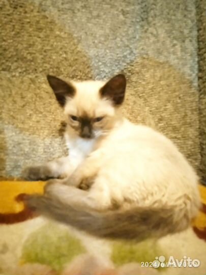 Кошка