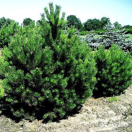 Высокая сосна на участок