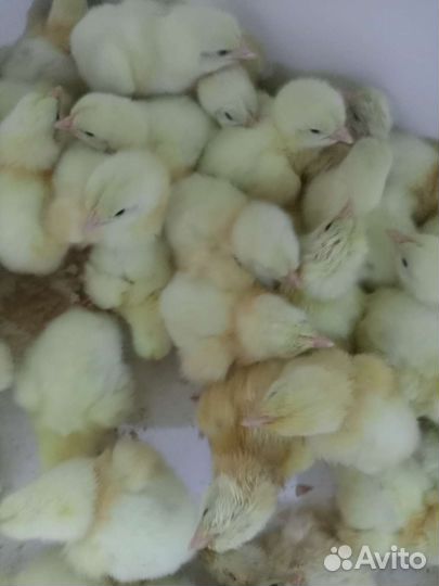 Цыплята бройлеры росс 308