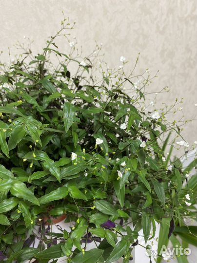 Традесканция фата невесты (приречная) гибазис