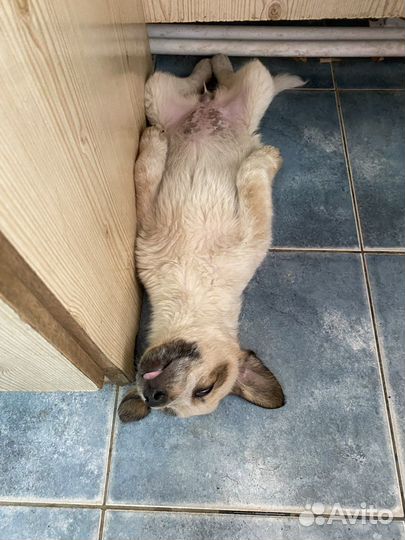 Щенки бесплатно