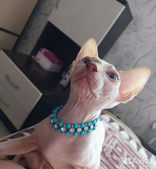 Передержка кошек