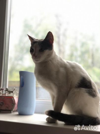 Котик в добрые руки