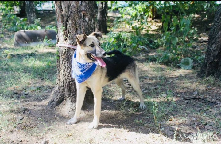 Собака Валя очень добрая и нежная из приюта