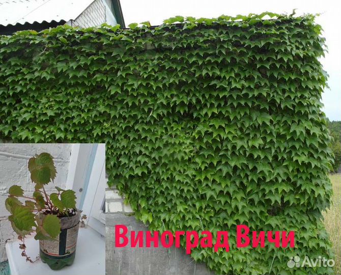 Садовые многолетники