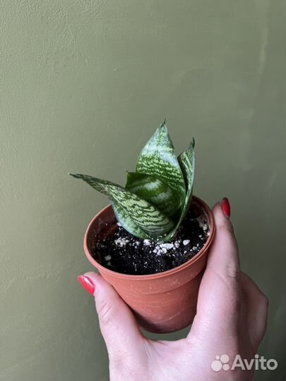 Сансевиерия ханни, комнатные растения