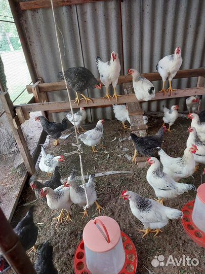 Куры несушки