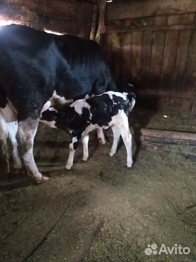 Корова дойная с теленком