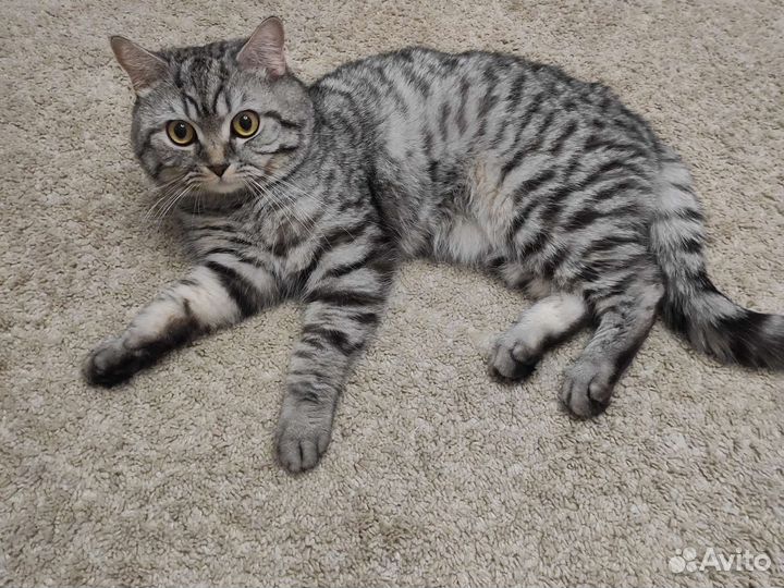 Шотландский кот вязка