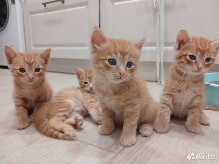 Котята рыжие, все мальчик