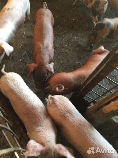 Поросенок ландрас