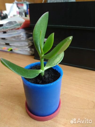 Толстянка (денежное дерево)