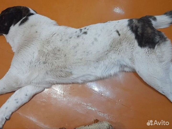 Сао алабай вязка