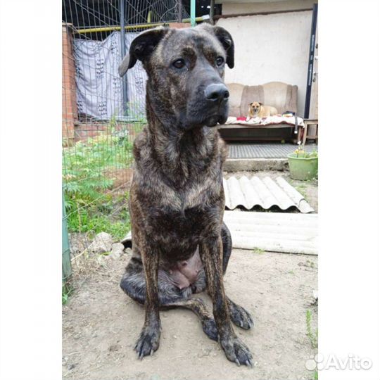 Собака метис Кане корсо