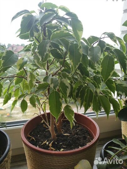 Фикусы разных сортов