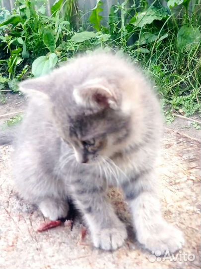 Котенок девочка