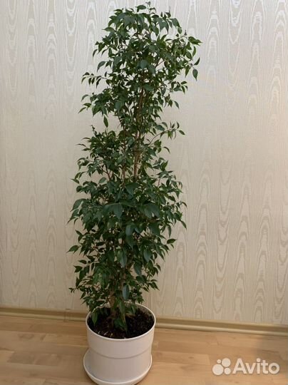 Фикус мелколистный