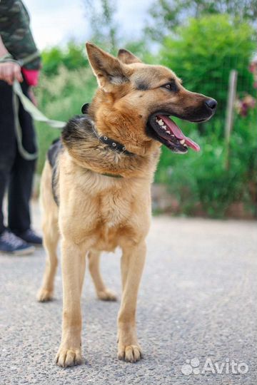 Собака Малыш