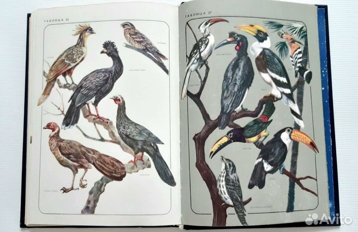 Дмитриев Соседи по планете Птицы Насекомые