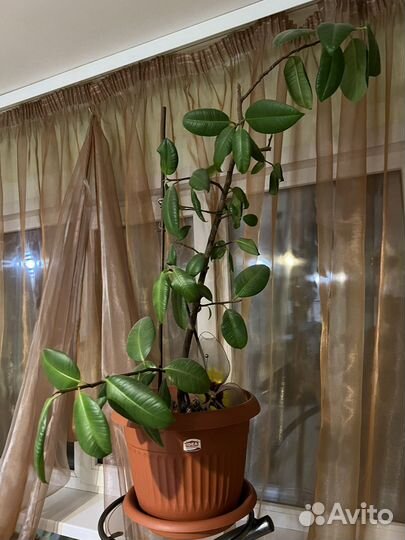 Комнатные цветы