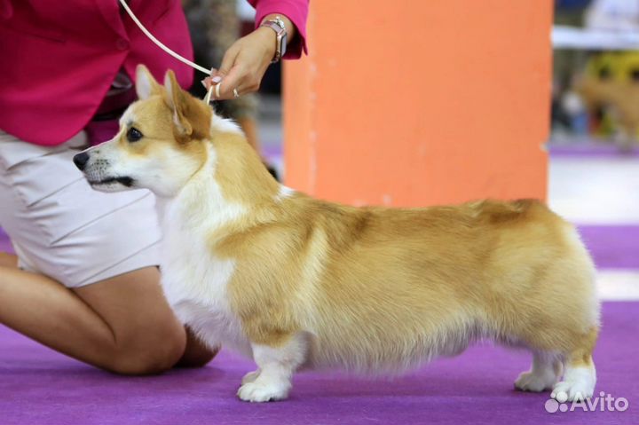 Вельш-корги пемброк Кобель для Вязки
