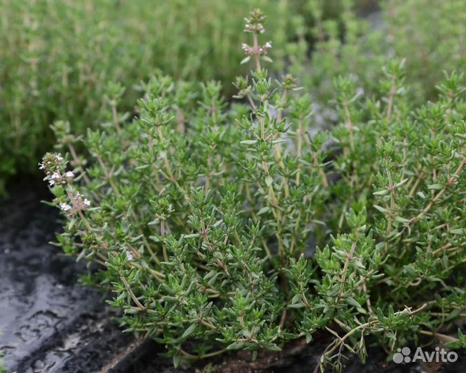 Семена Тимьяна 