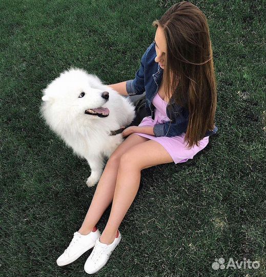 Передержка собак/кошек