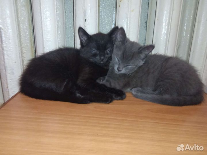 Котики в добрые руки (мальчики)