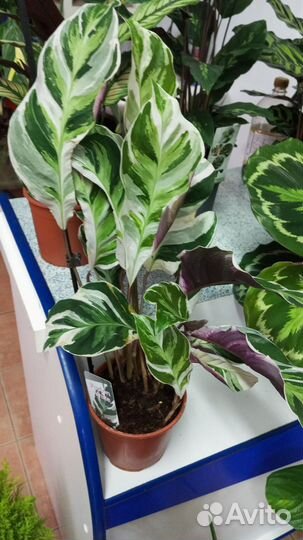 Калатея разные сорта