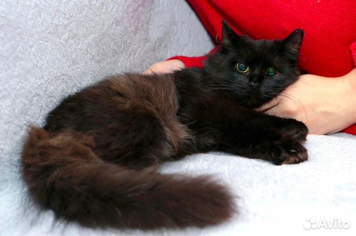 Кошка