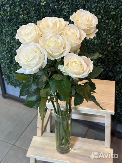 Роза белая Мондиал поштучно