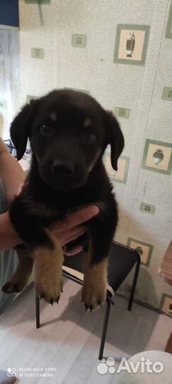 Собака в добрые руки щенок мальчик