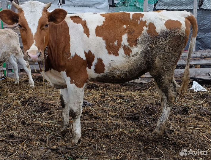 Коровы, нетель, телята
