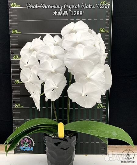 Орхидея фаленопсис биг лип Азия нецветущие