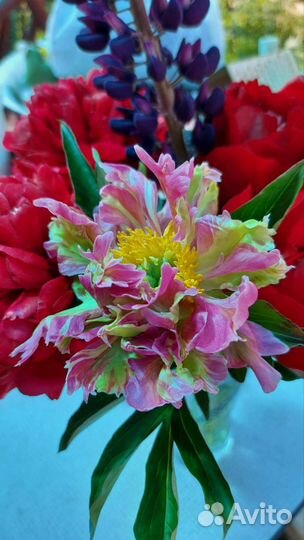 Кактусовидный пион