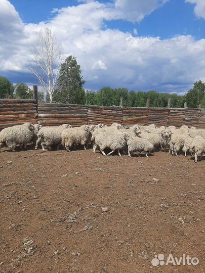 Овцы бараны