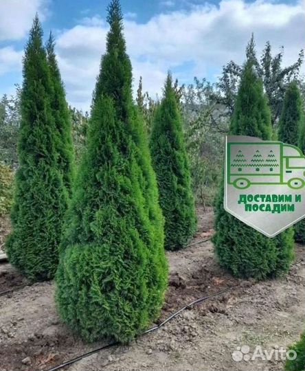 Туя Смарагд