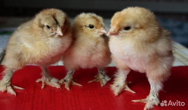 Продам цыплят брама