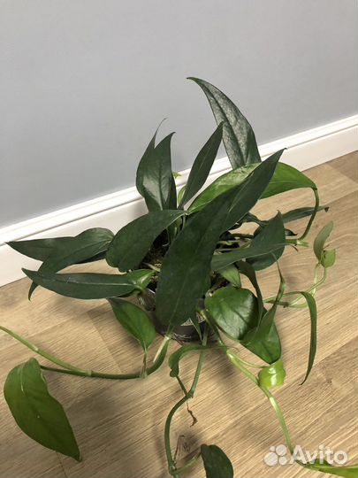 Эпипремнум Блю Форм