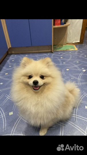 Померанский шпиц вязка кобель