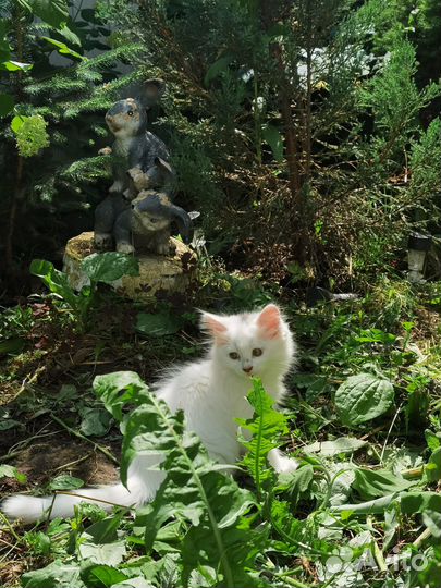 Котята в добрые руки бесплатно