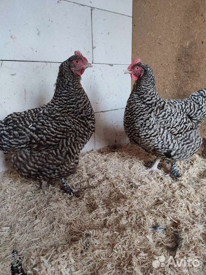 Инкубационное яйцо, цыплята Мехеленской кукушки