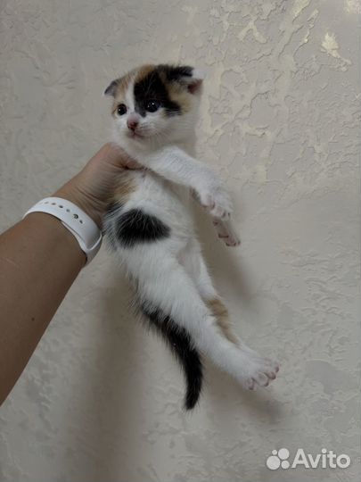 Отдаю бесплатно котят