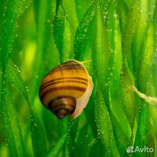 Ампулярии улитки аквариумные