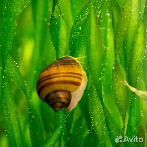 Ампулярии улитки аквариумные