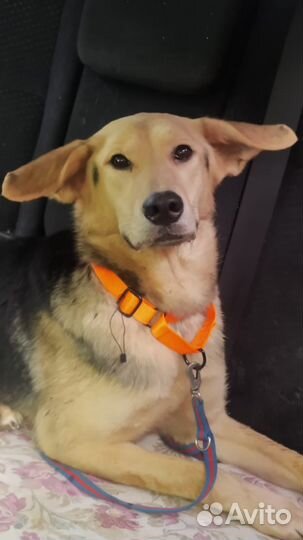 Такие ушки у Аришки девочка 2года стерилизована