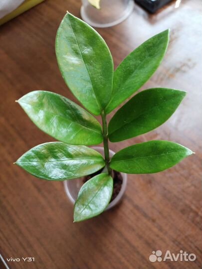 Замиокулькас