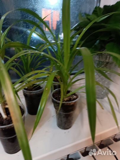 Пальма панданус