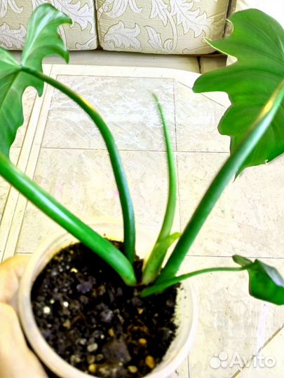 Филодендрон Лацерум