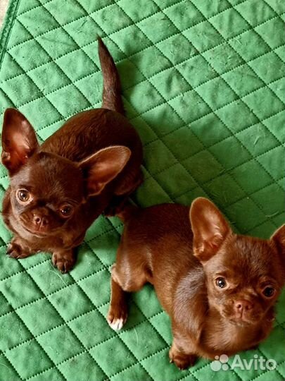 Лиловый кобель для вязок